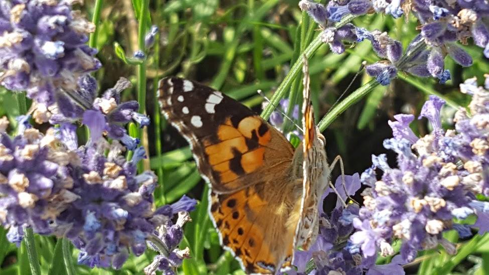 la lavanda in fiore attira centinaia di farfalle