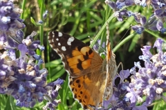 la lavanda in fiore attira centinaia di farfalle