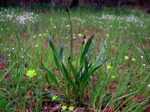 piantaggine3
